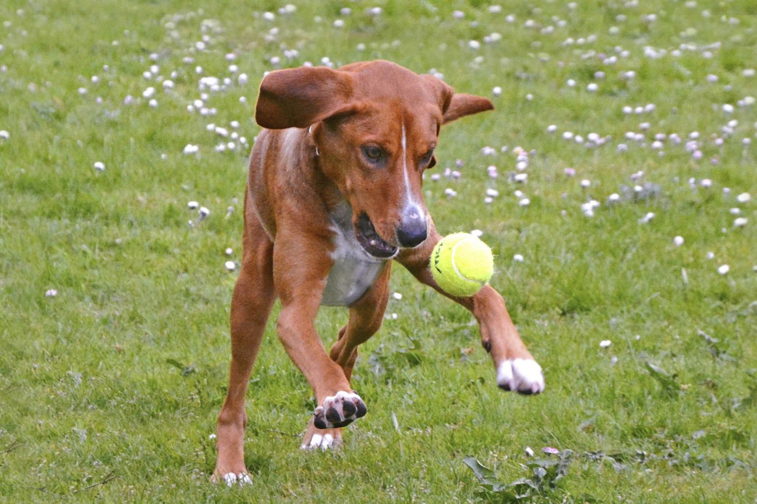 hund leker med tennisboll