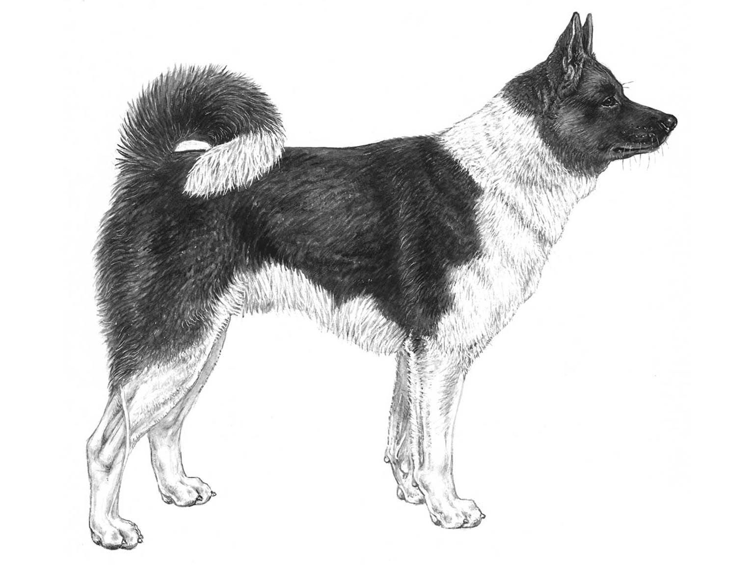 Illustration av hundrasen Rysk-europeisk lajka