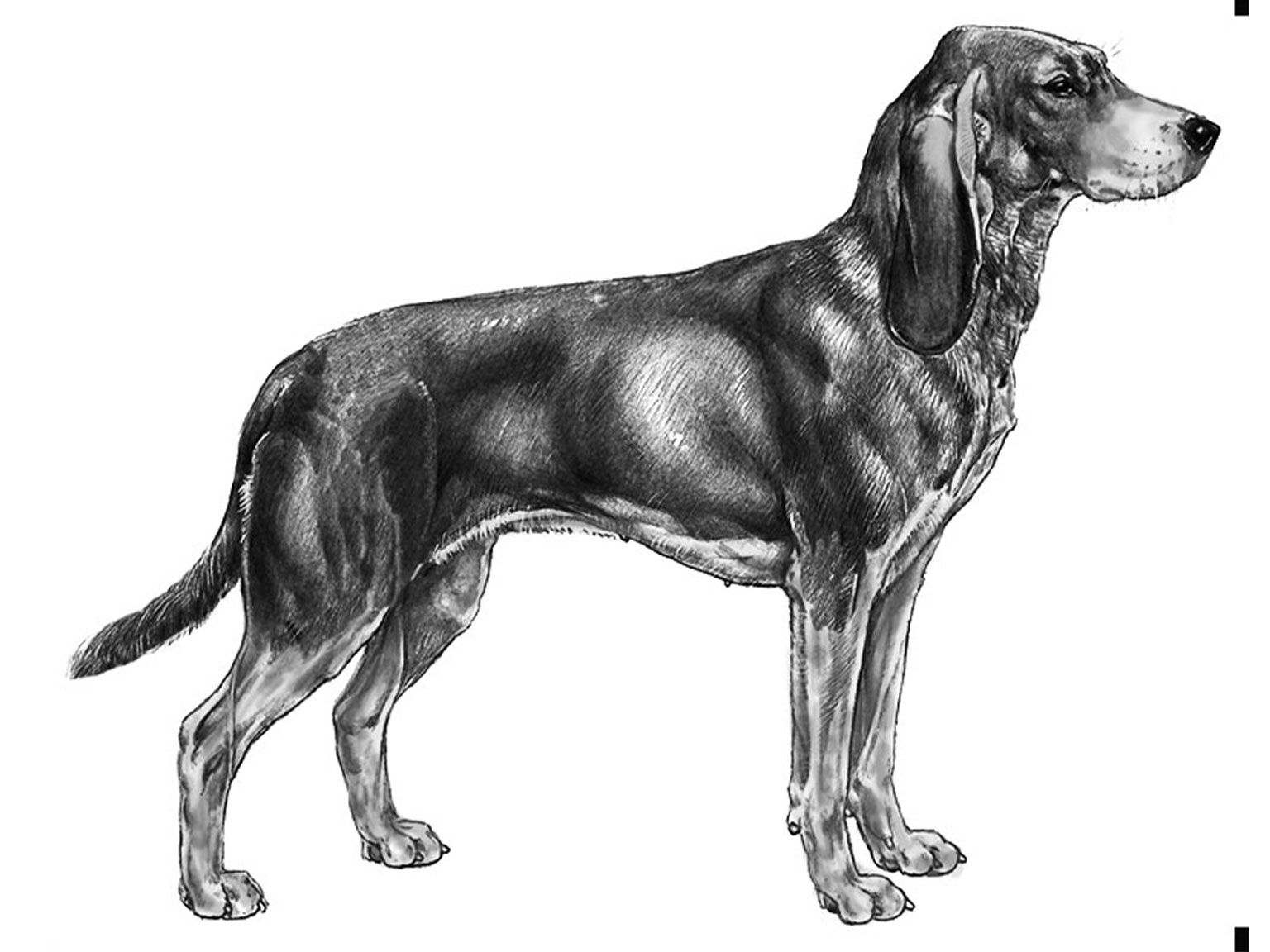 Illustration av hundrasen schweizisk stövare/ jura