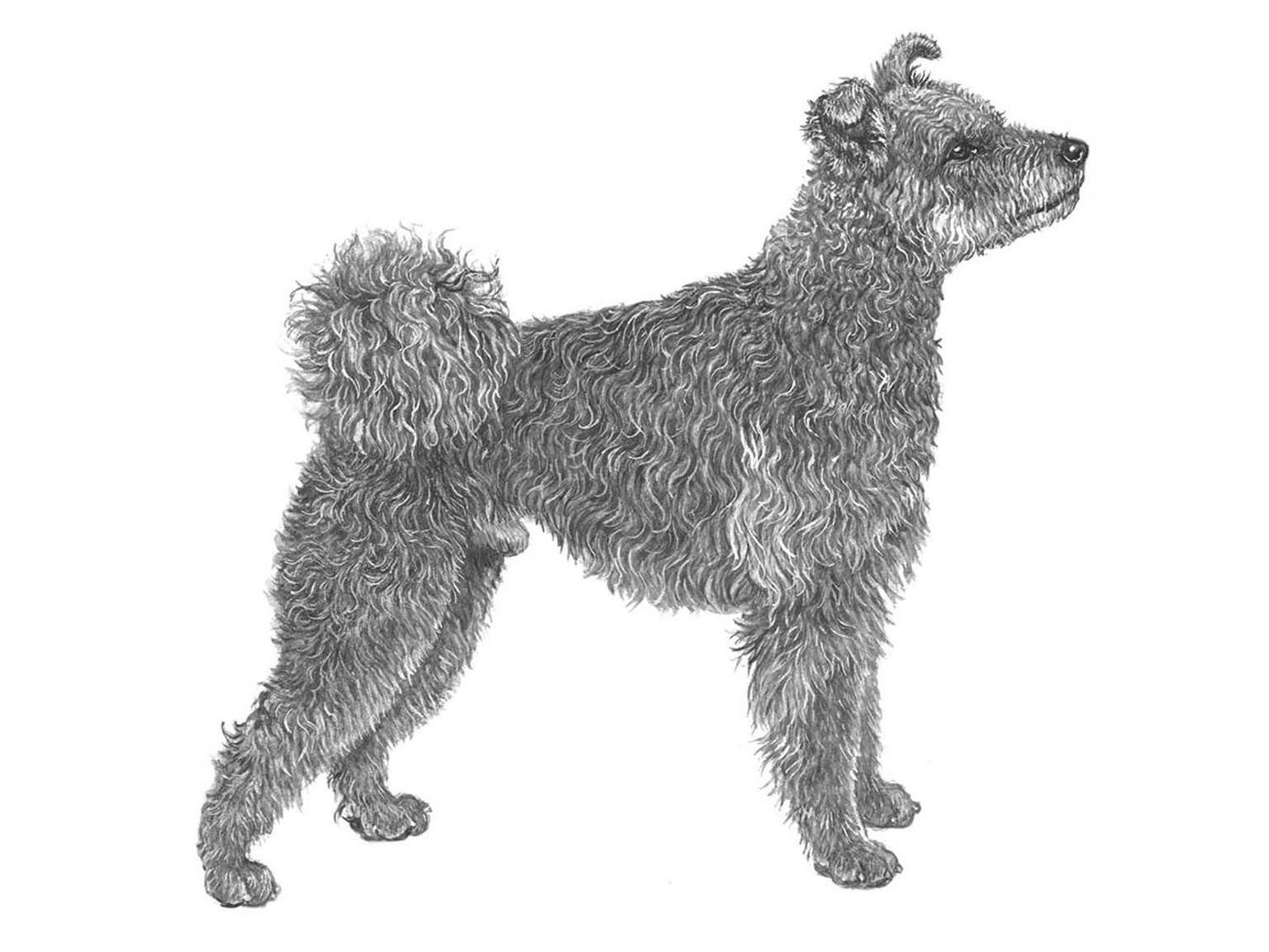 Illustration för hundrasen Pumi