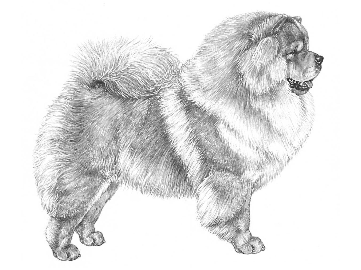 Illustration av hundrasen chow chow