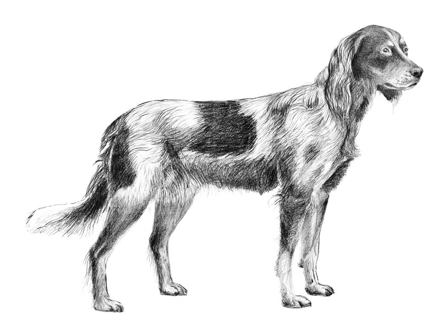 Illustration av hundrasen épagneul picard