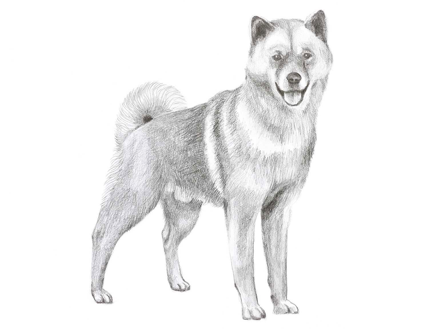 Illustration av hundrasen hokkaido