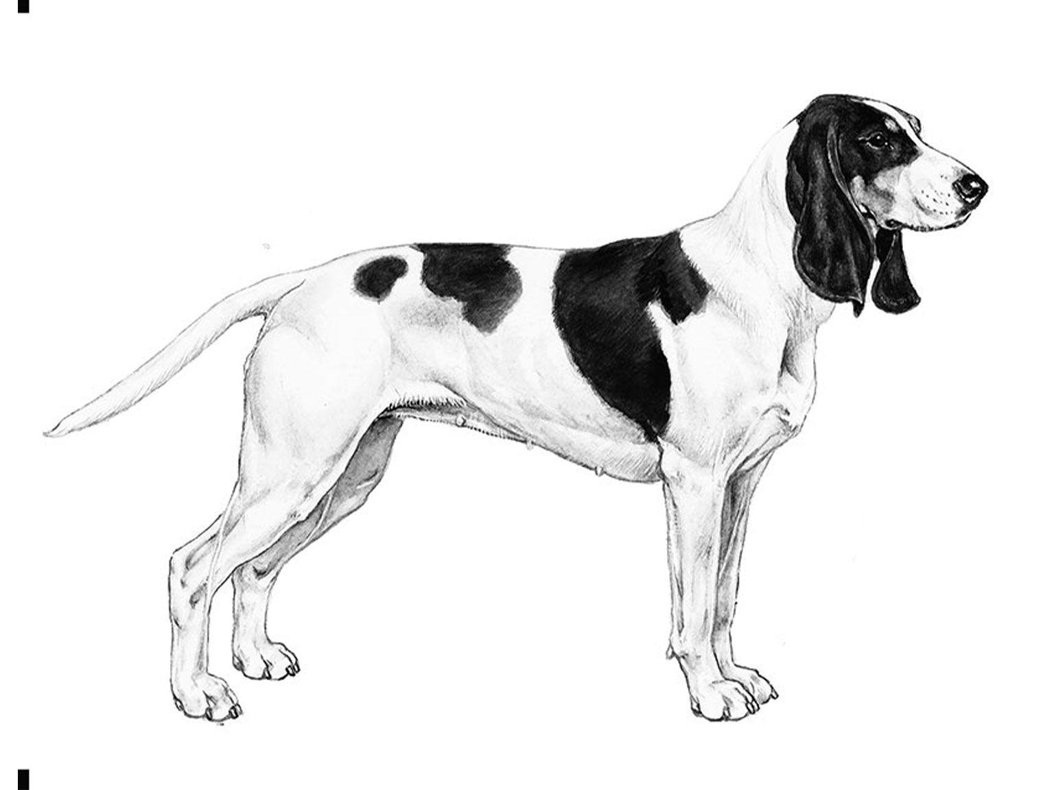 Illustration av hundrasen schweizisk stövare/ berner