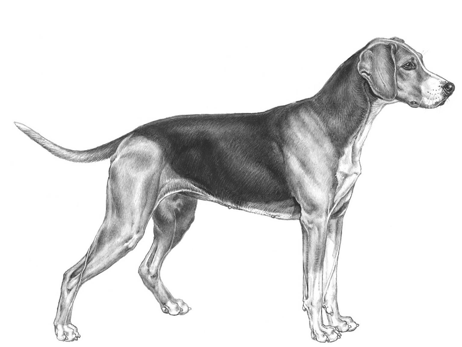 Illustration av hundrasen finsk strövare
