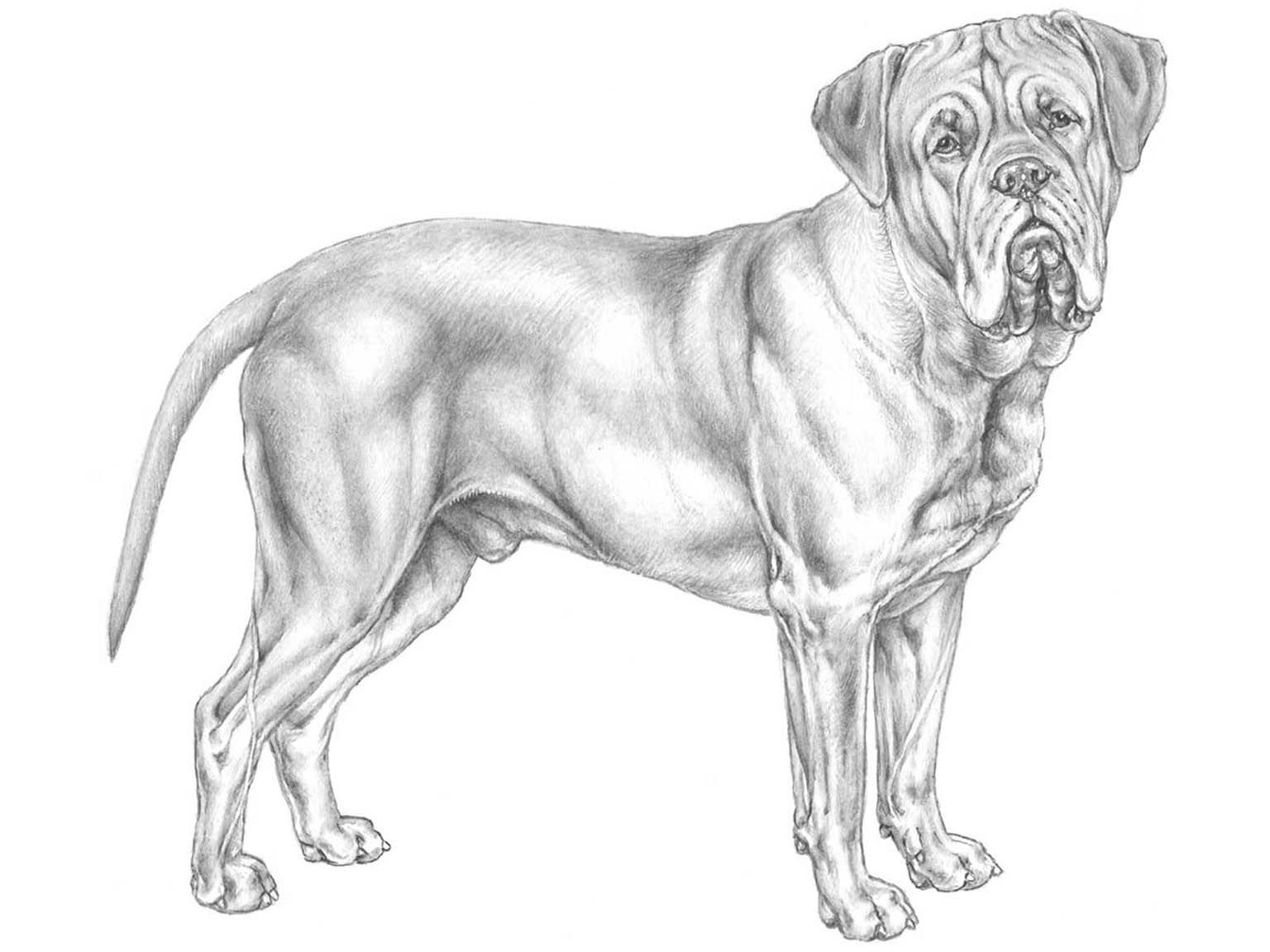 Illustration av hundrasen dogue de bordeaux