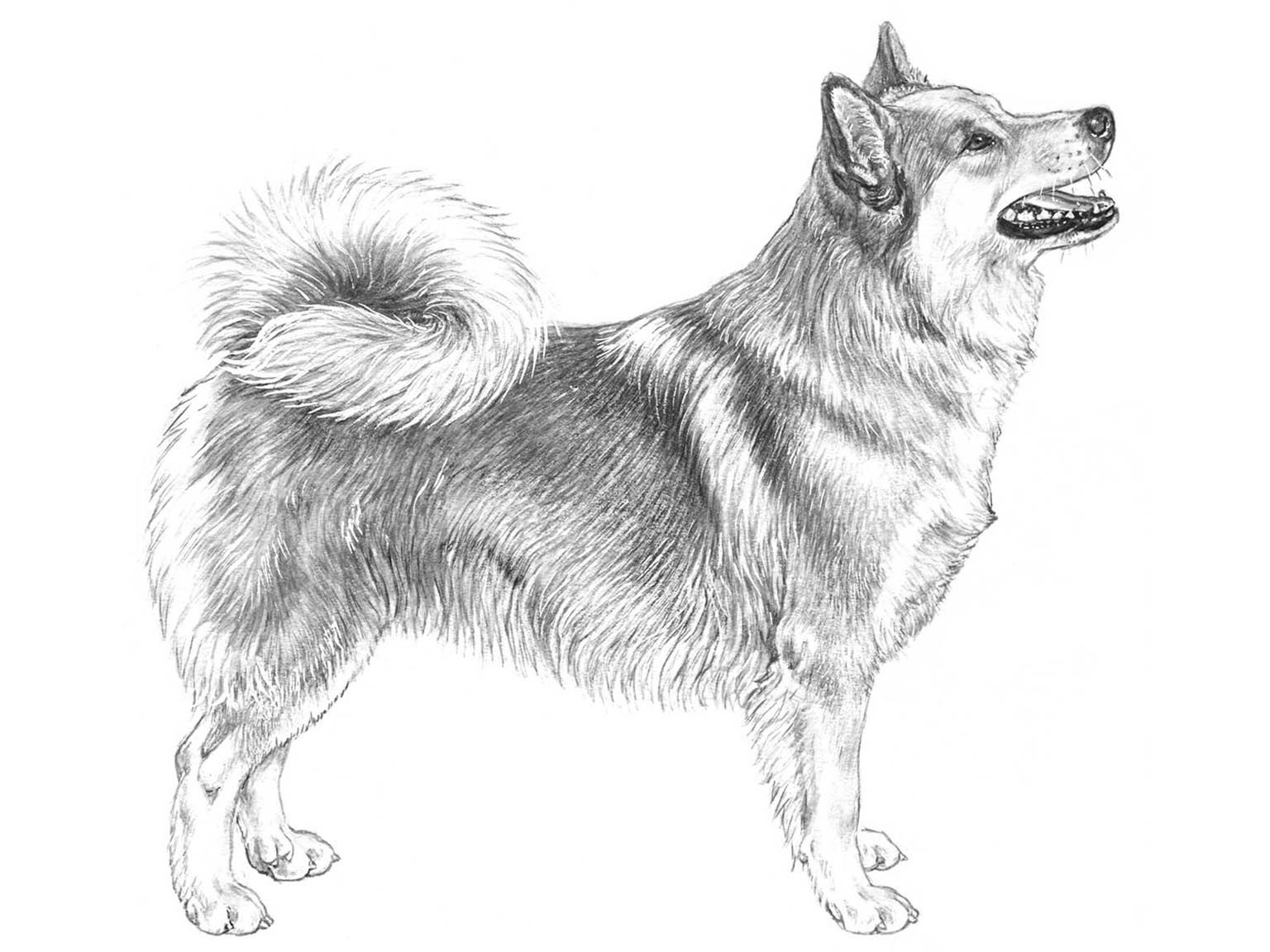 Illustration av hundrasen Isländsk fårhund