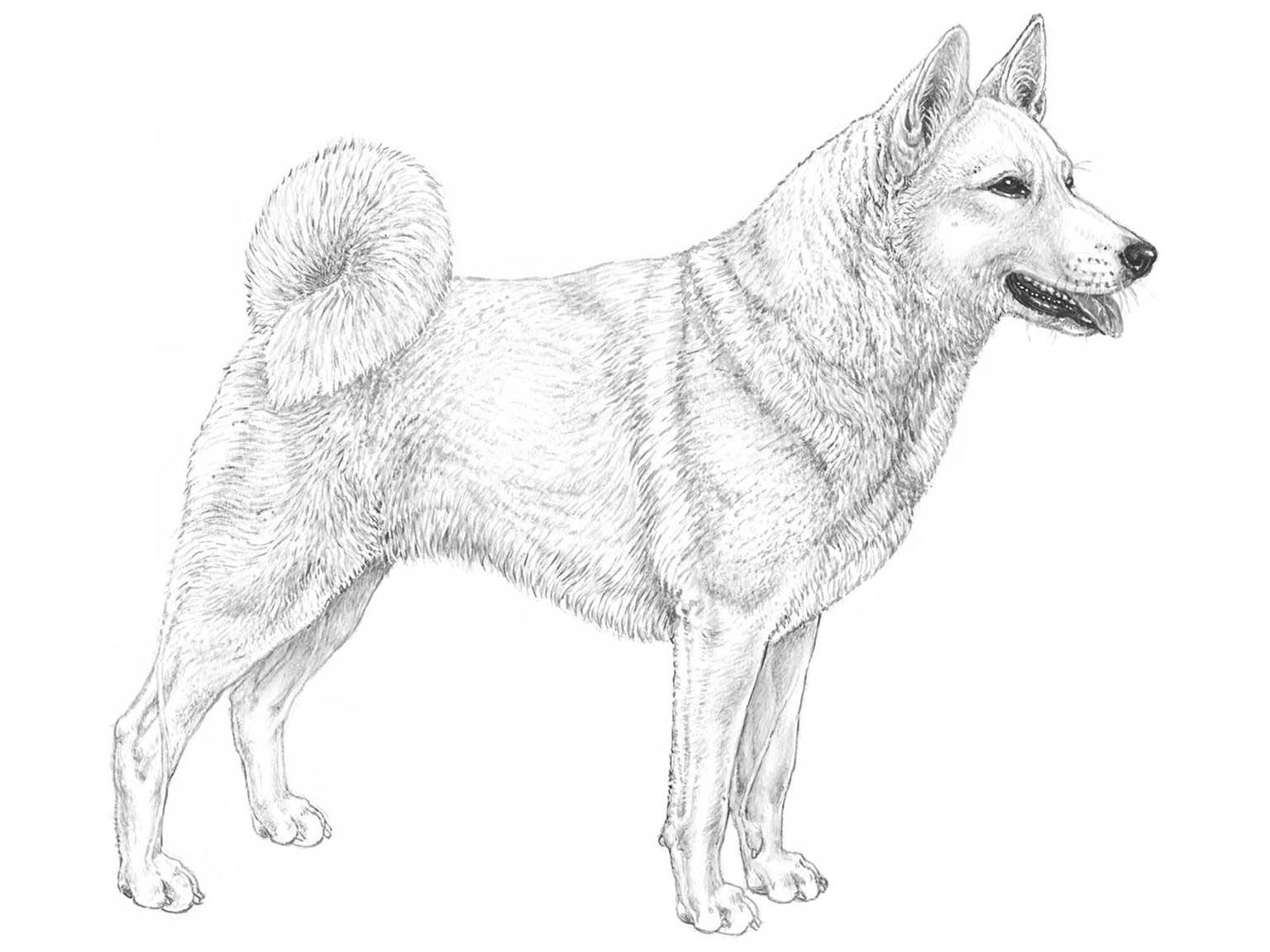 Illustration av hundrasen svensk vit älghund