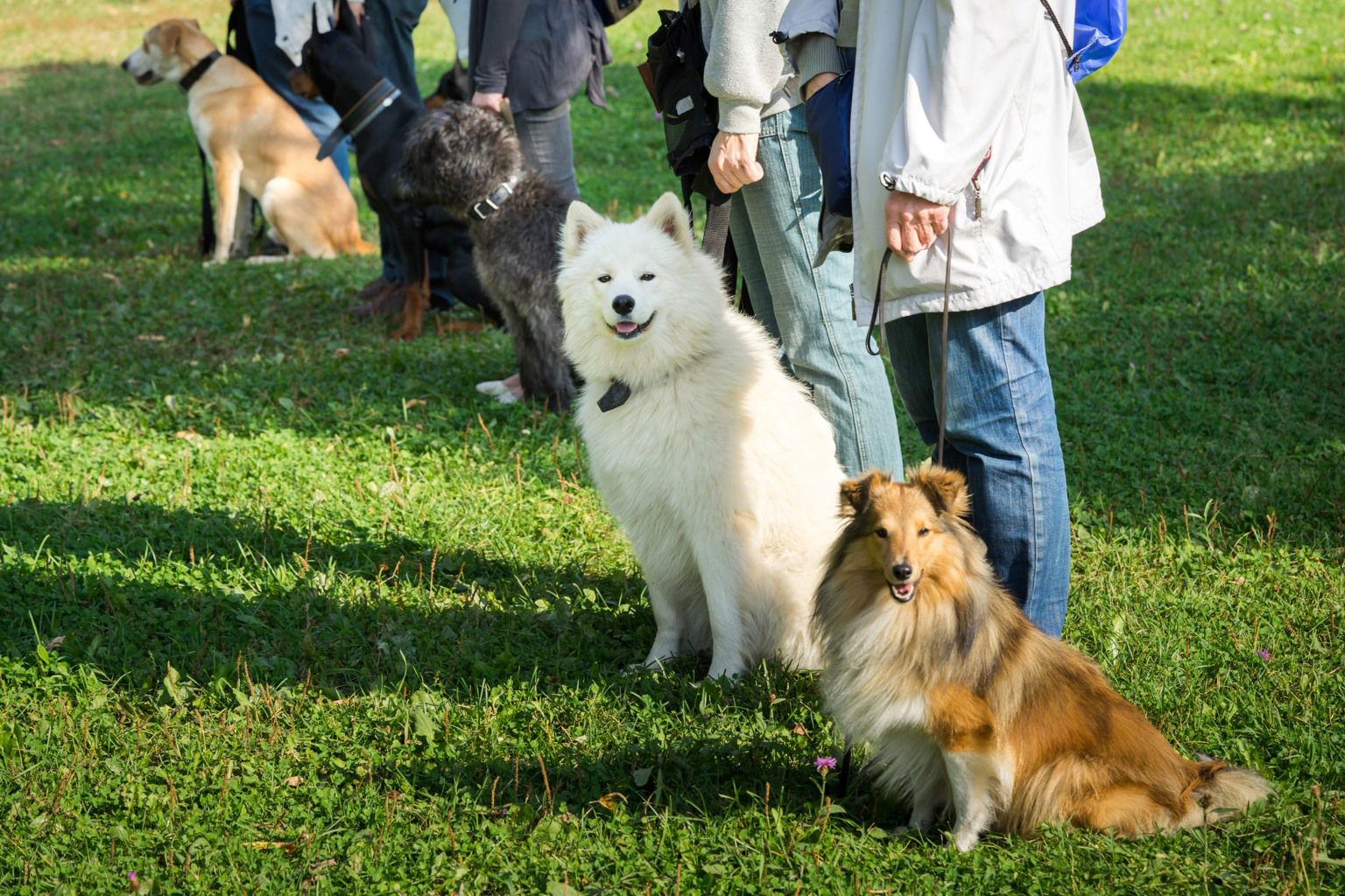 En grupp hundar med sina ägare