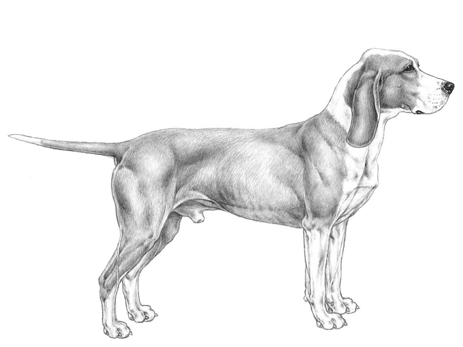 Illustration av hundrasen sabueso espanol