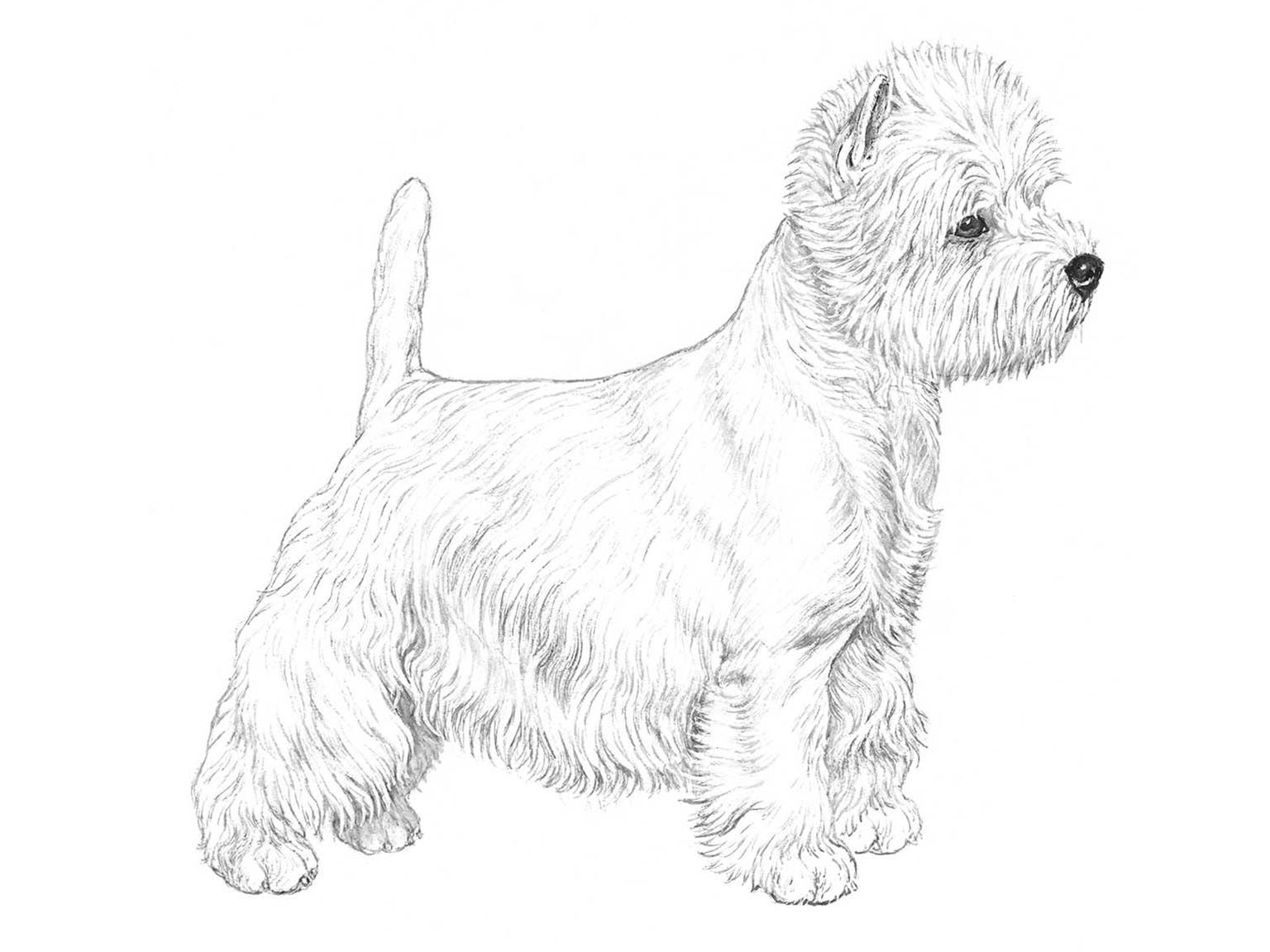 Illustration av hundrasen West highland white terrier