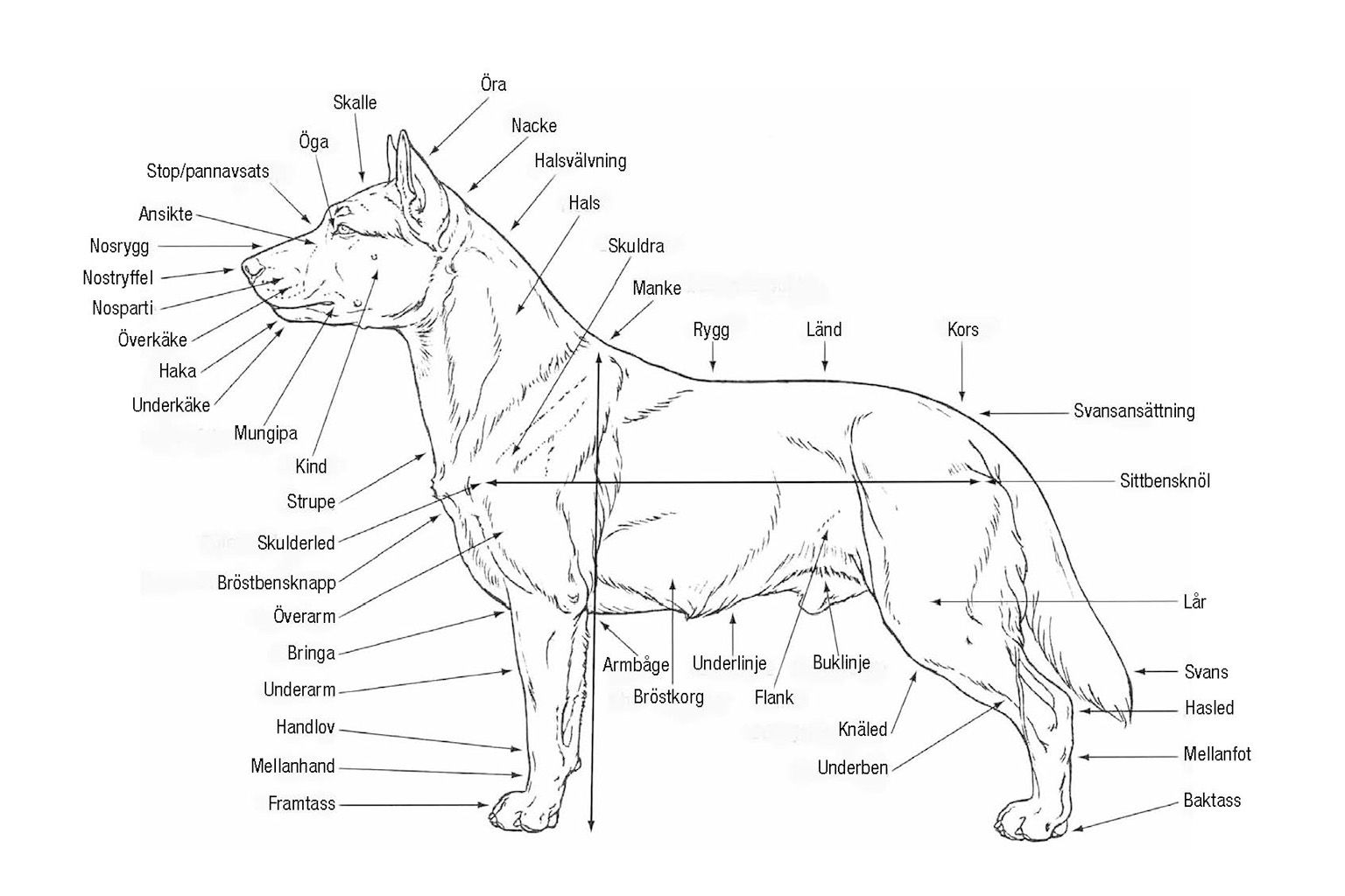 Tecknad bild på hundens anatomi