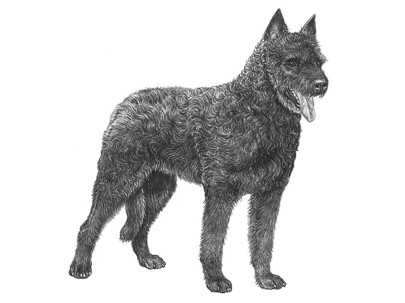 Illustration av hundrasen hollandse herdershond, strävhårig