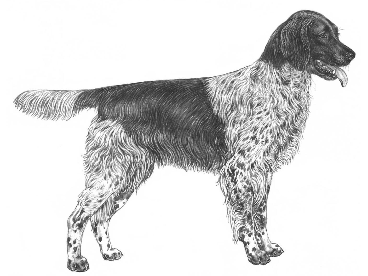 Illustration av hundrasen stabijhoun