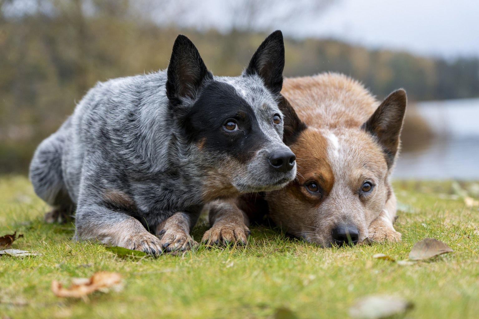 Två hundar ligger på en gräsmatta