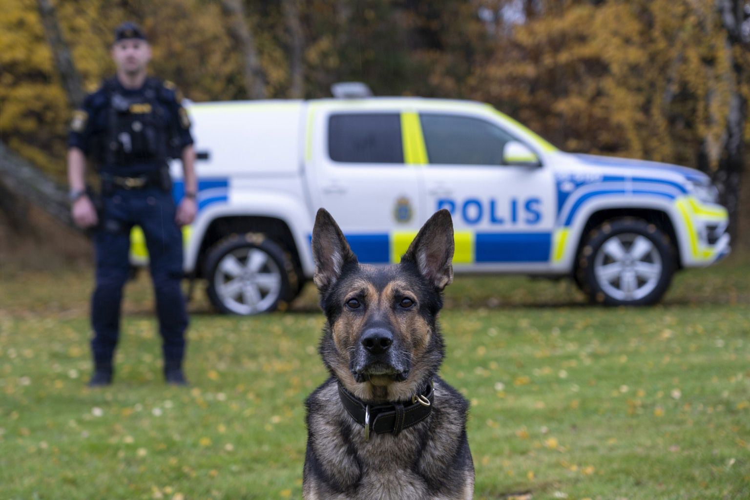Tysk schäferhund med polis och polisbil i bakgrunden