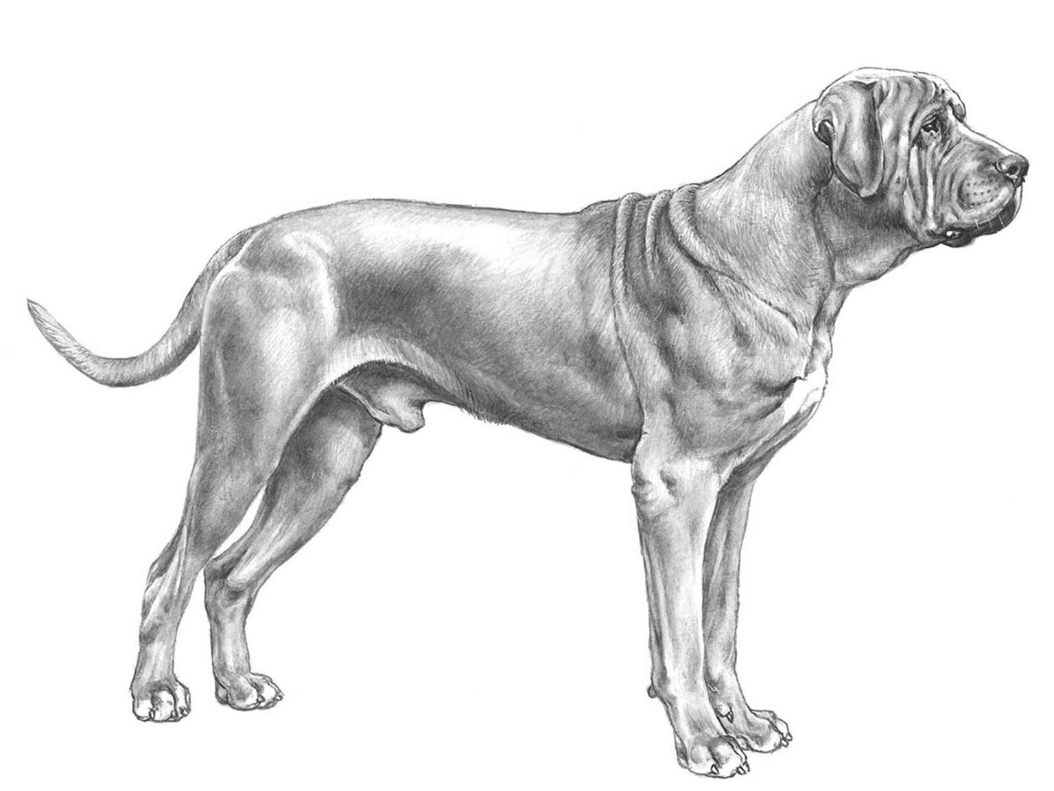 Illustration av hundrasen tosa