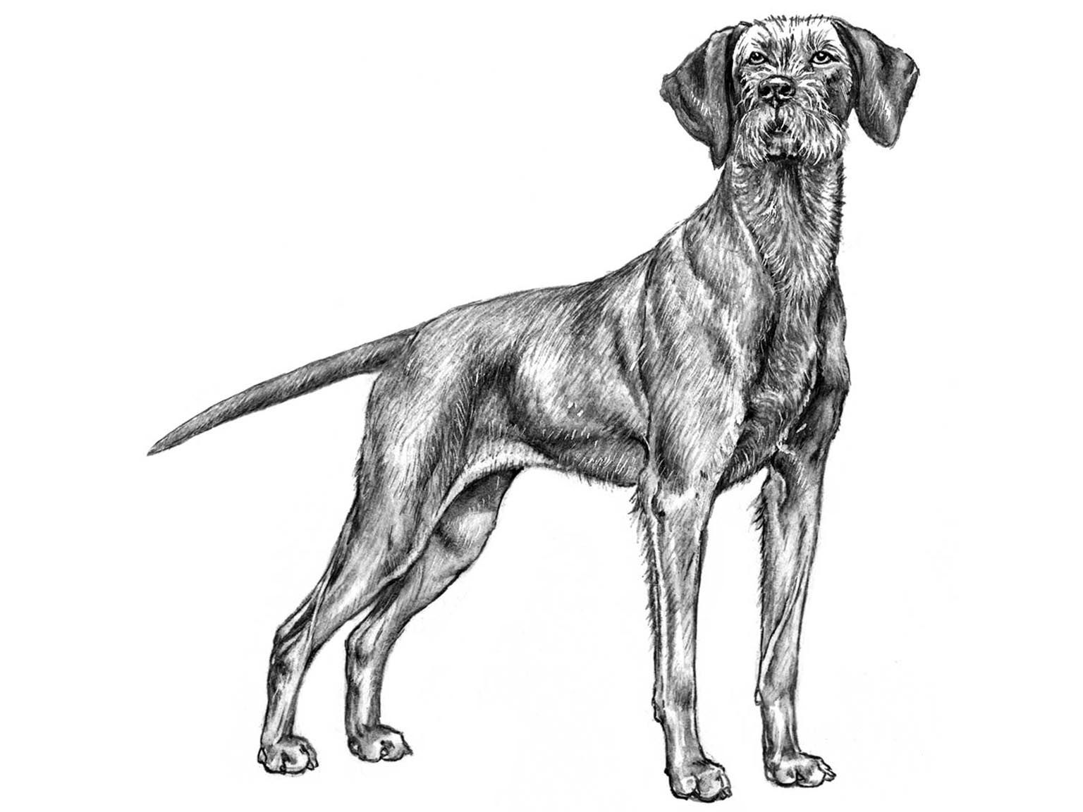 Illustration av hundrasen ungersk vizsla, strävhårig