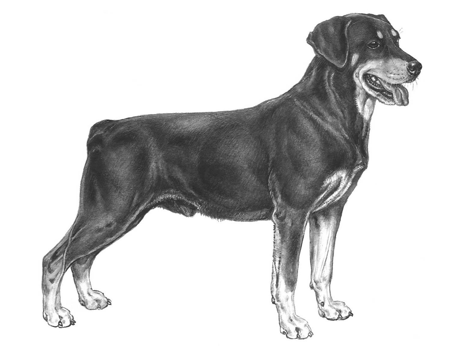 Illustration av hundrasen smålandsstövare