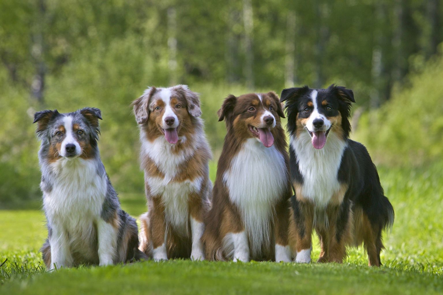 fyra glada hundar