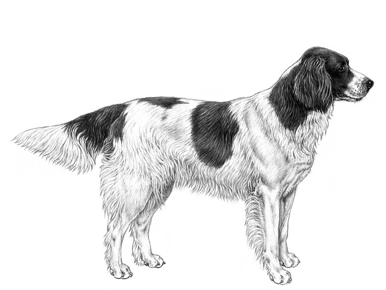 Illustration av hundrasen drentsche patrijshond