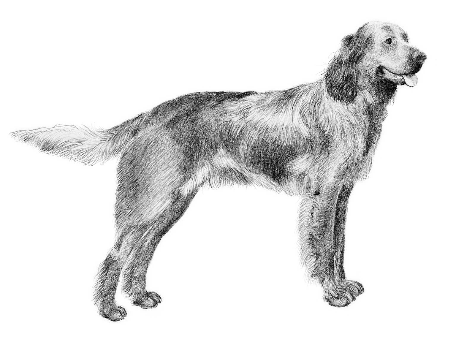 Illustration av hundrasen épagneul bleu de picardie