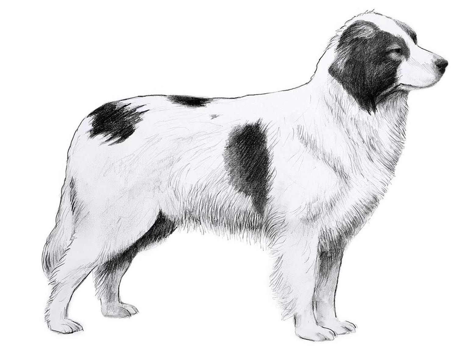 Illustration av hundrasen tornjak