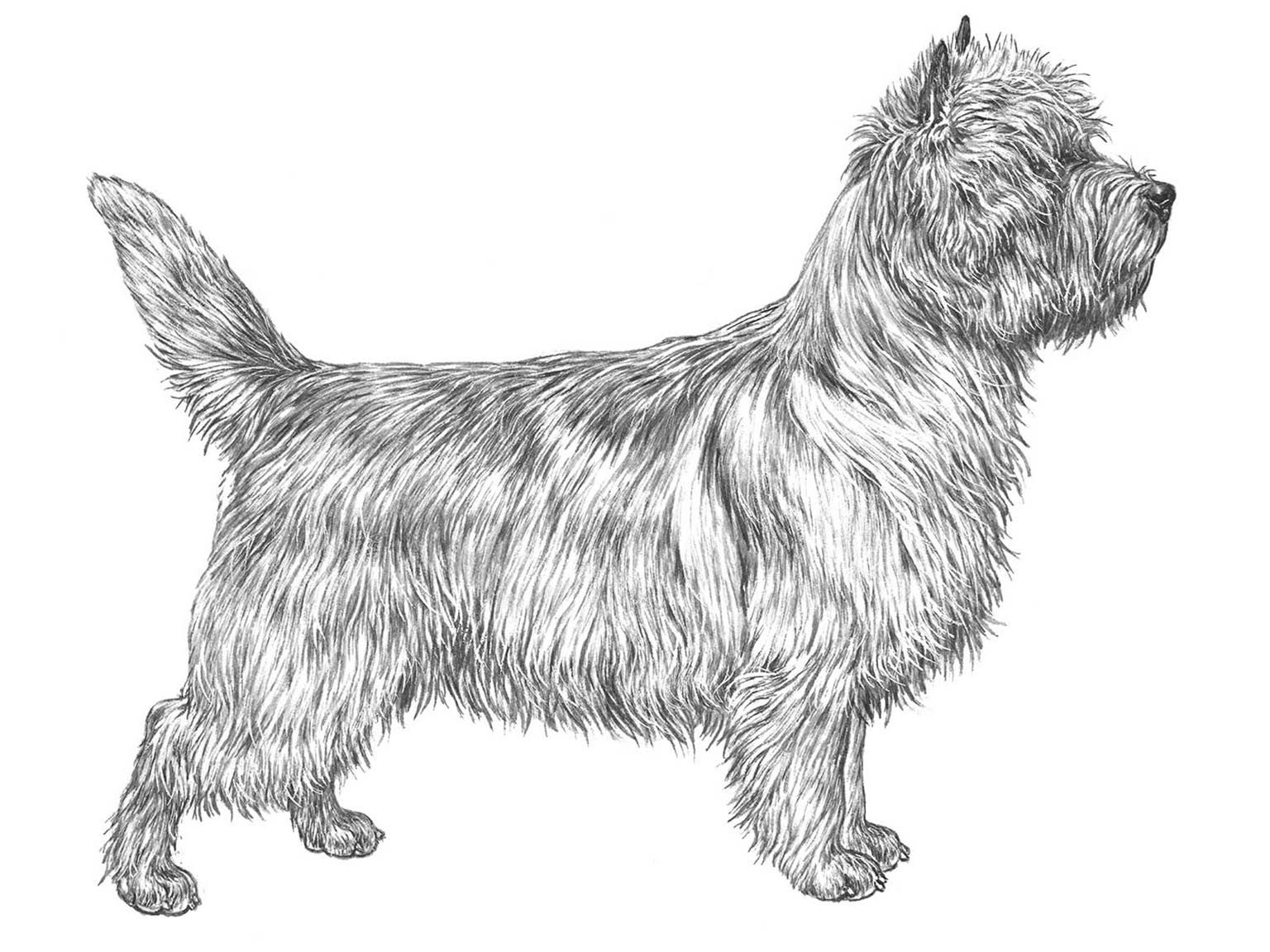 Illustration för hundrasen Cairnterrier