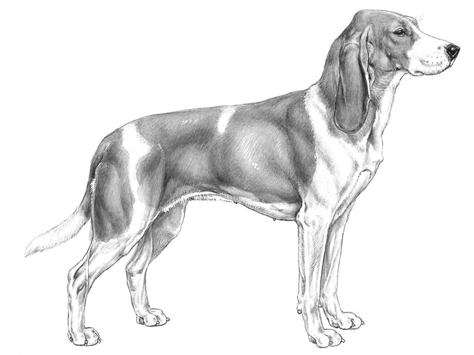Illustration av hundrasen schweizisk stövare/ schwyzer