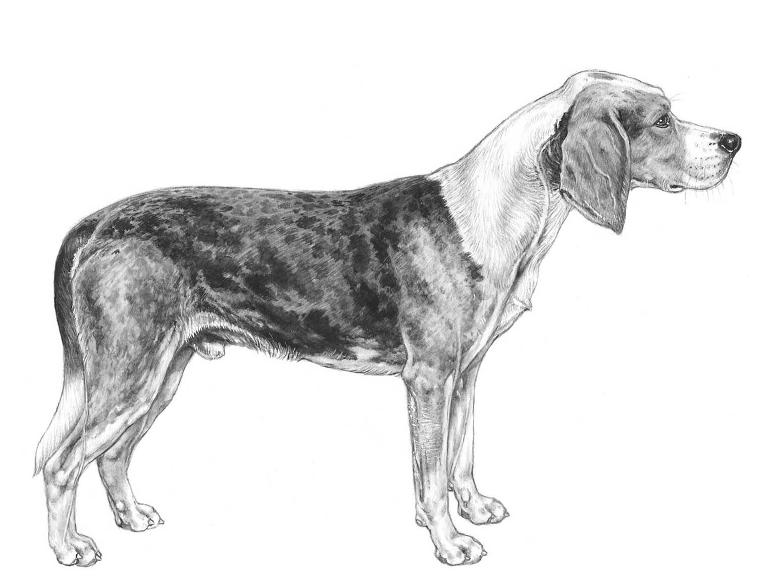Illustration av hundrasen dunkerstövare