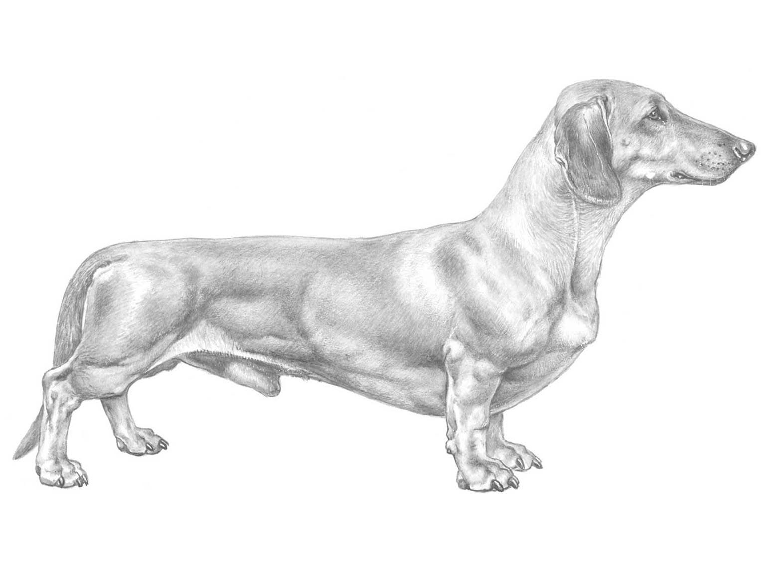 Illustration av hundrasen tax, korthårig