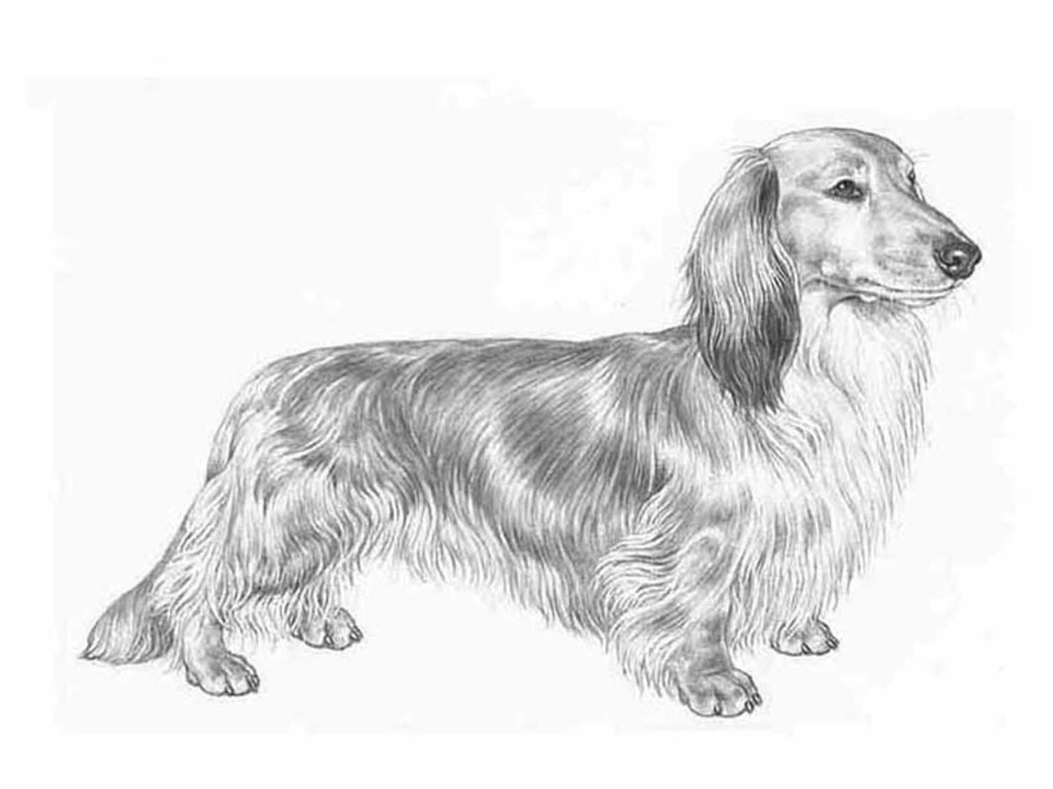 Illustration av hundrasen tax, långhårig