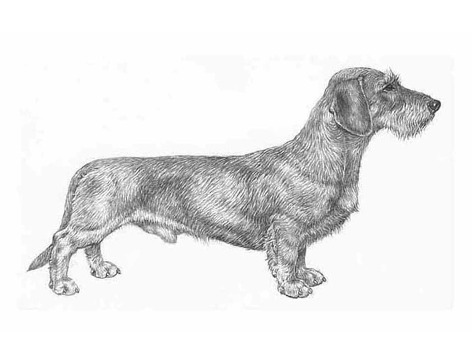 Illustration av hundrasen tax, strävhårig