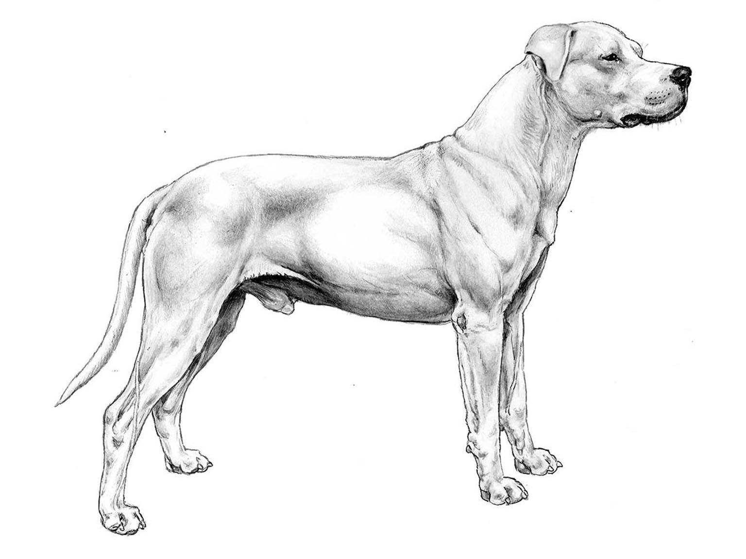 Illustration av hundrasen dogo argentino