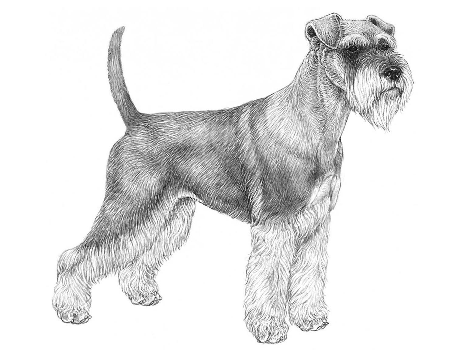 Illustration av hundrasen dvärgschnauzer