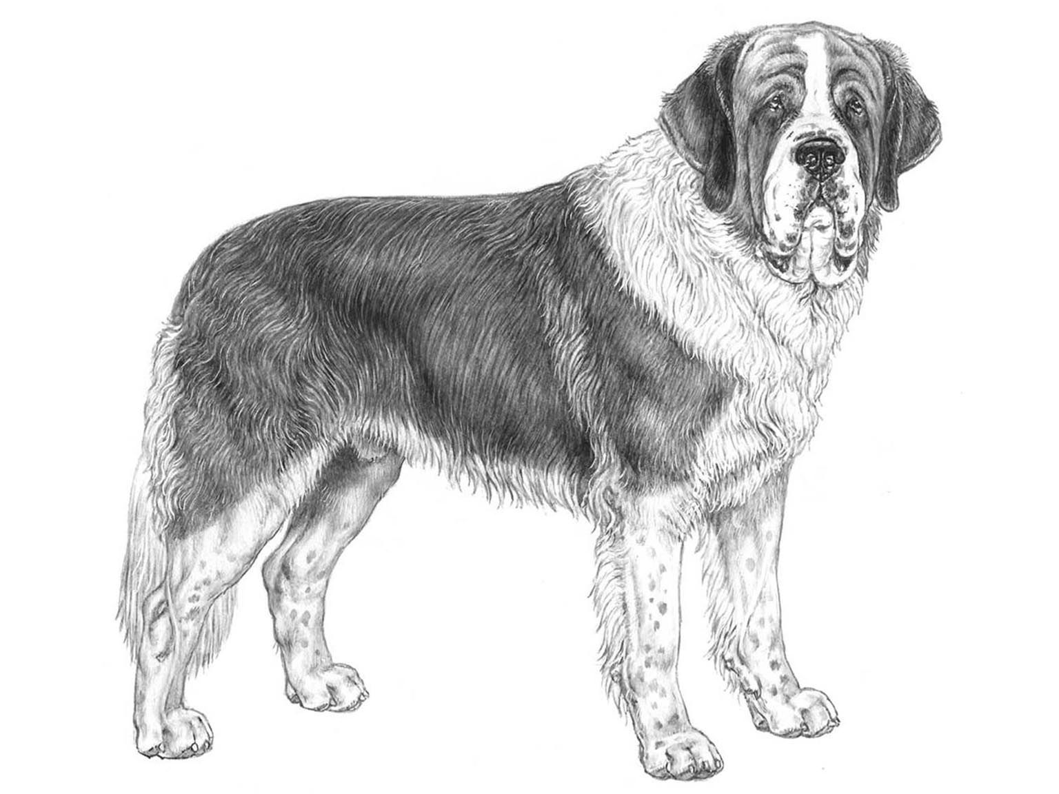 Illustration av hundrasen sankt bernhardshund 