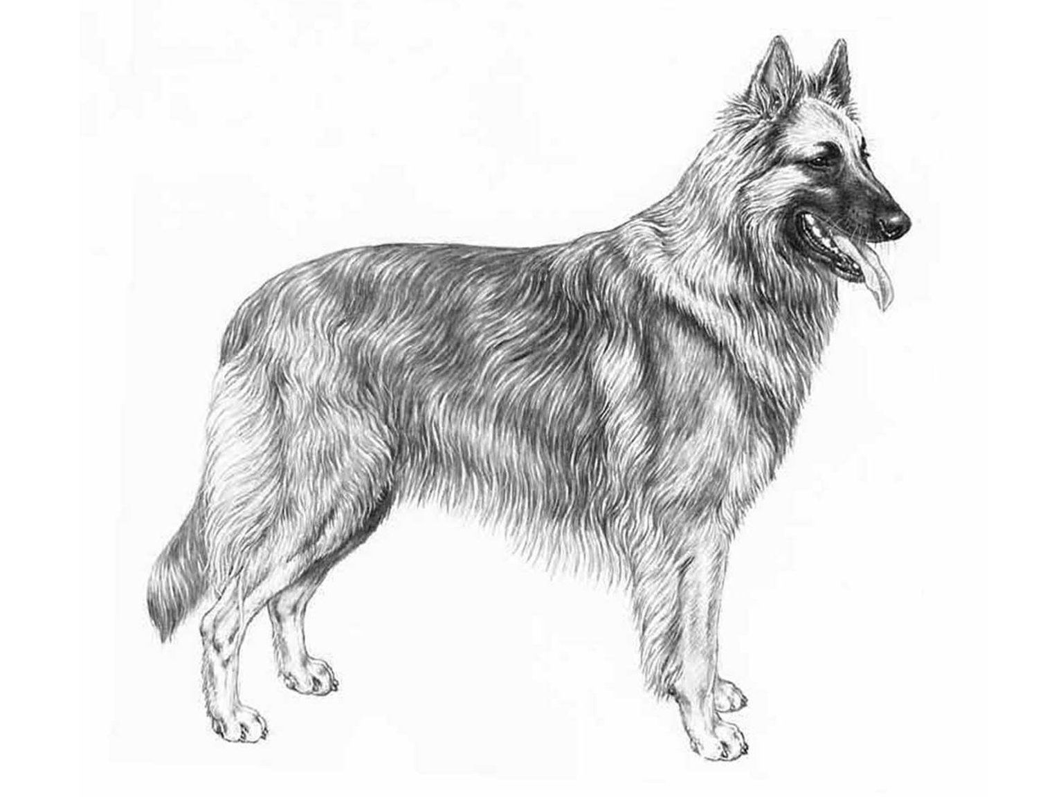 Illustration av hundrasen belgisk vallhund/ tervueren