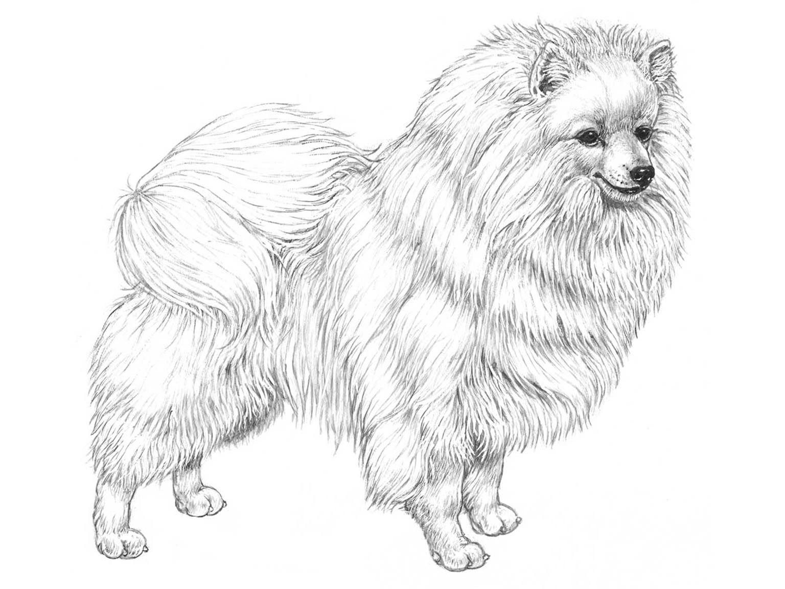 Illustration av hundrasen volpino italiano