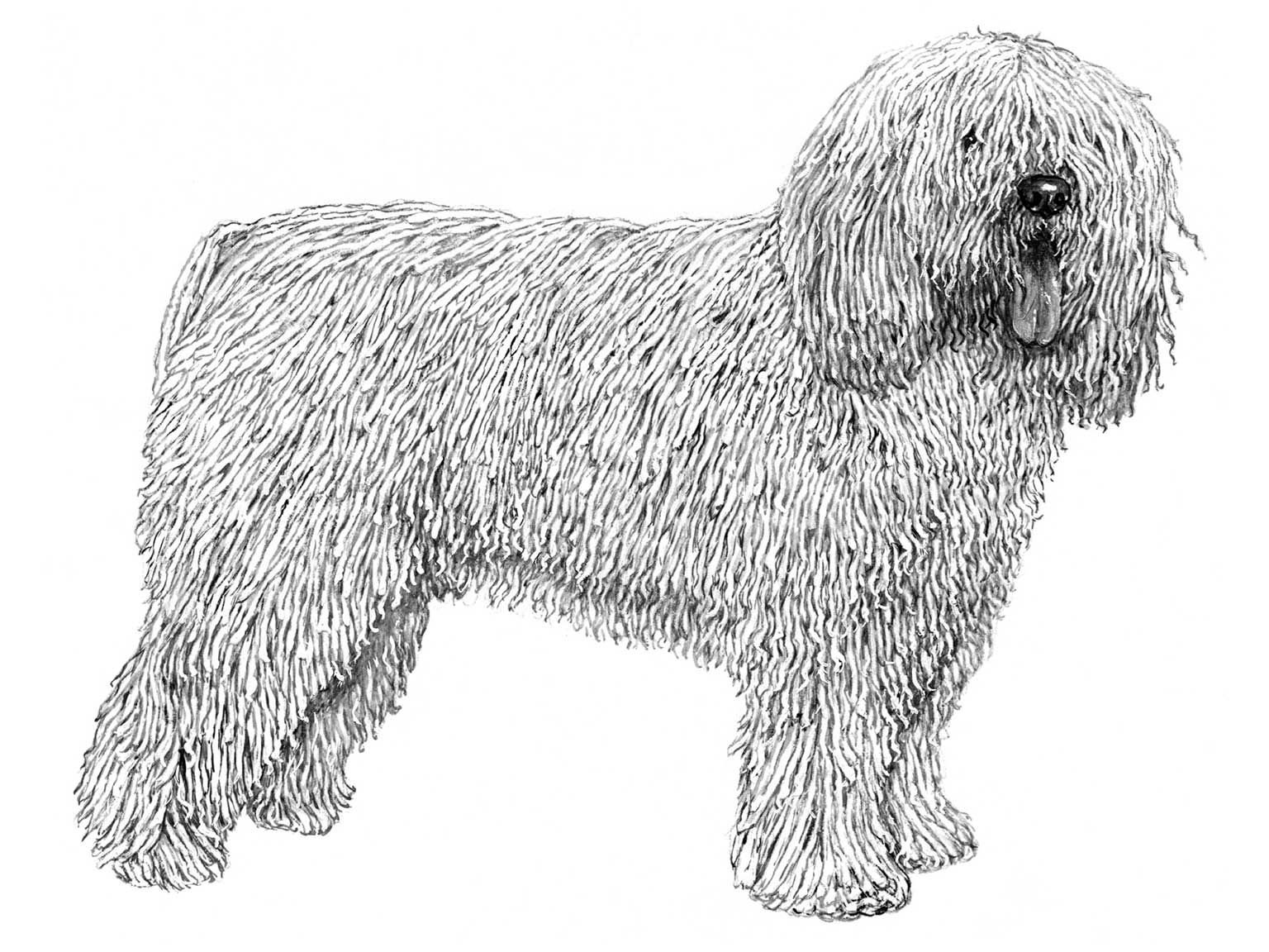 Illustration av hundrasen perro de agua español
