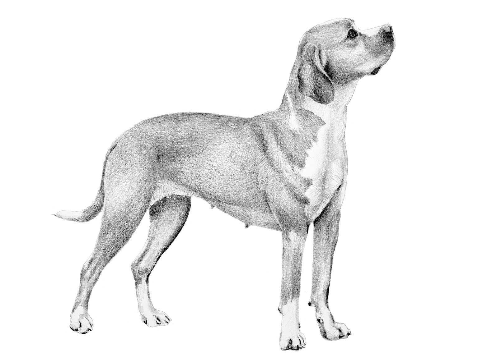 Illustration av hundrasen perdigueiro portugues
