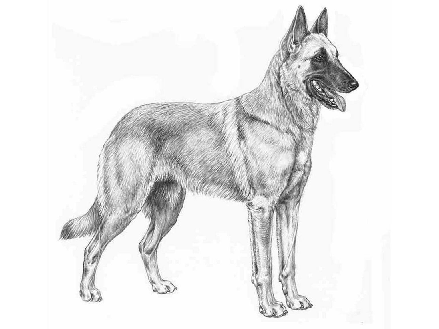 Illustration av hundrasen belgisk vallhund/ malinois