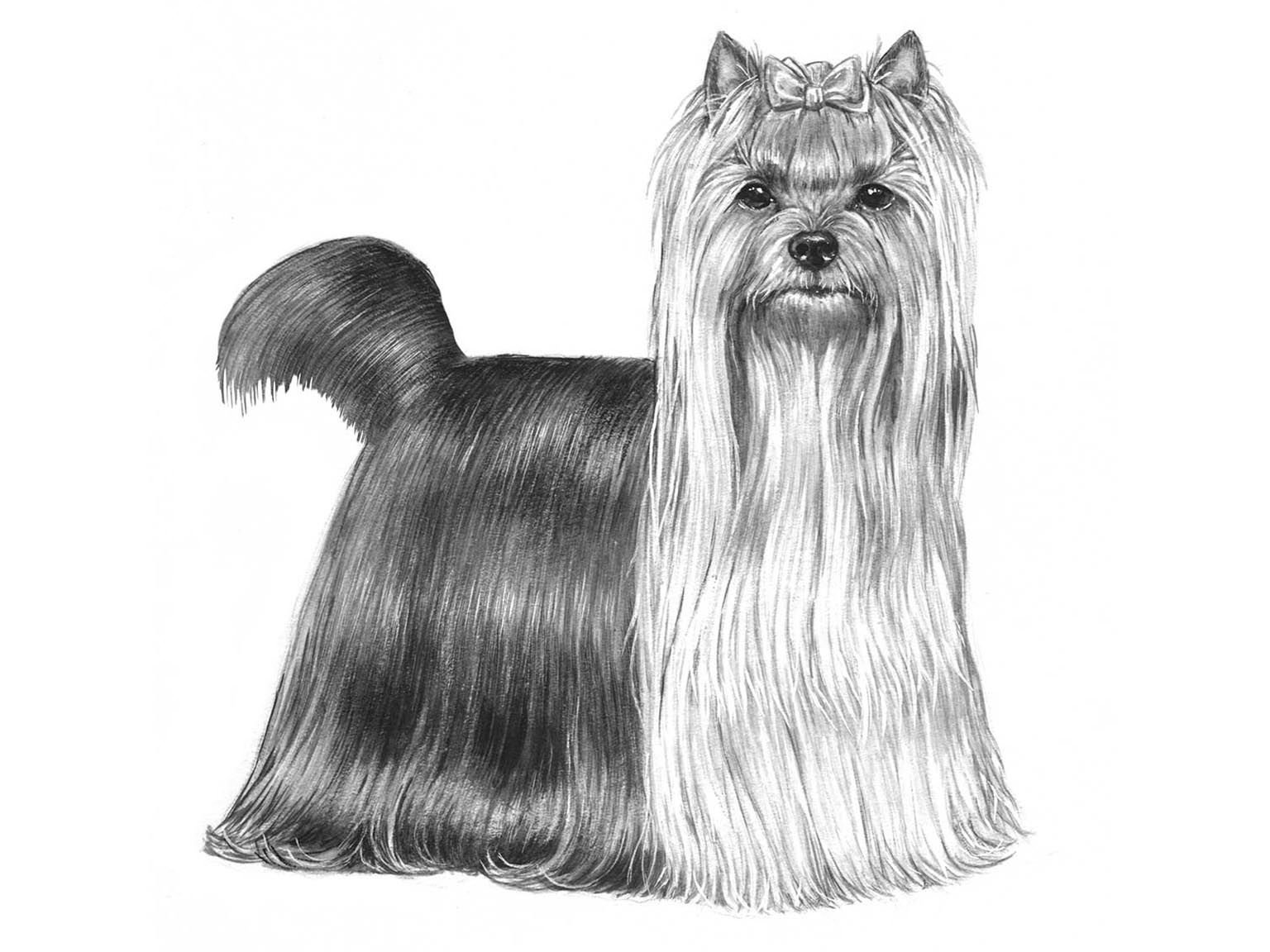 Illustration av hundrasen Yorkshireterrier