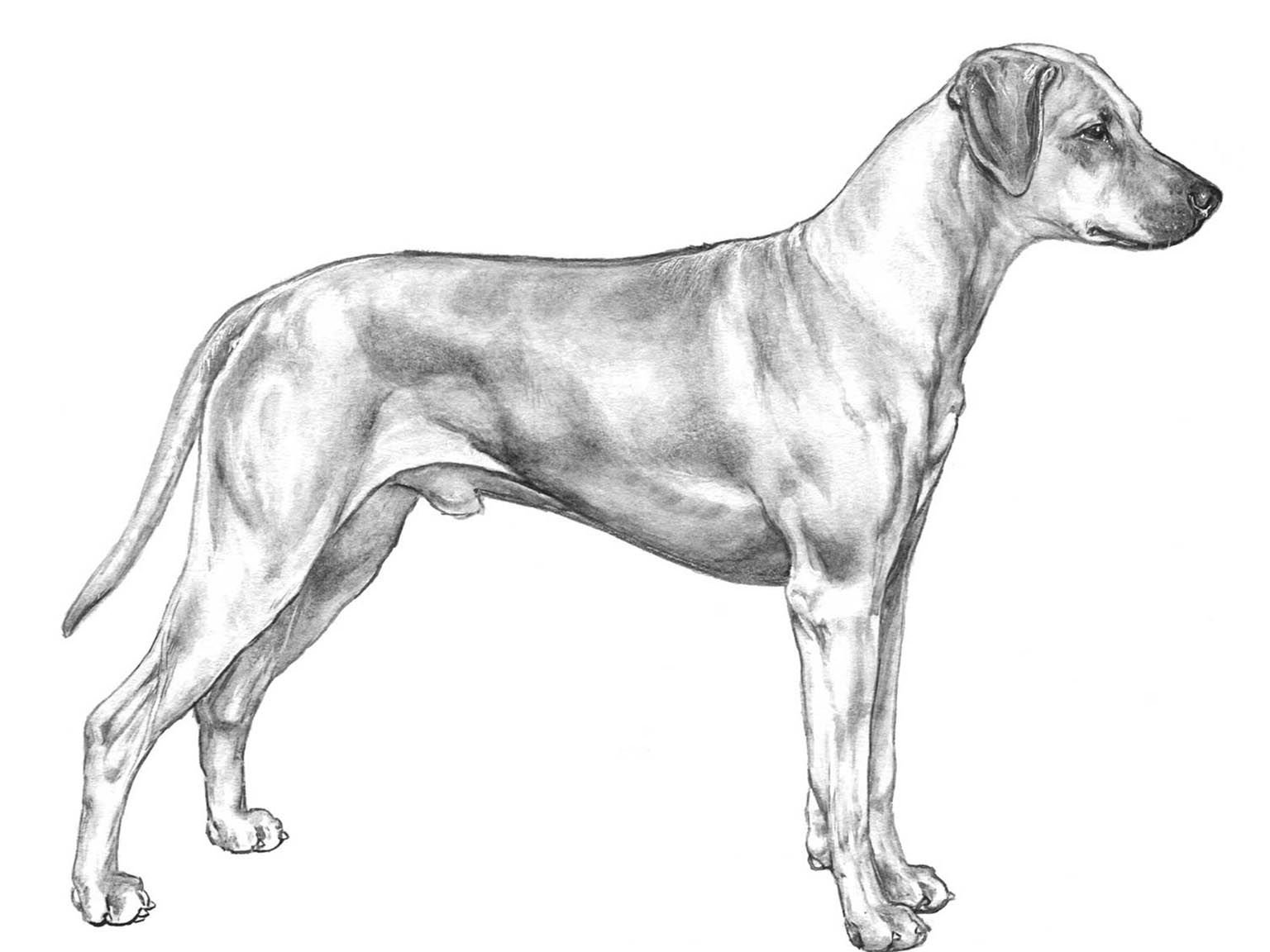 Illustration av hundrasen rhodesian ridgeback