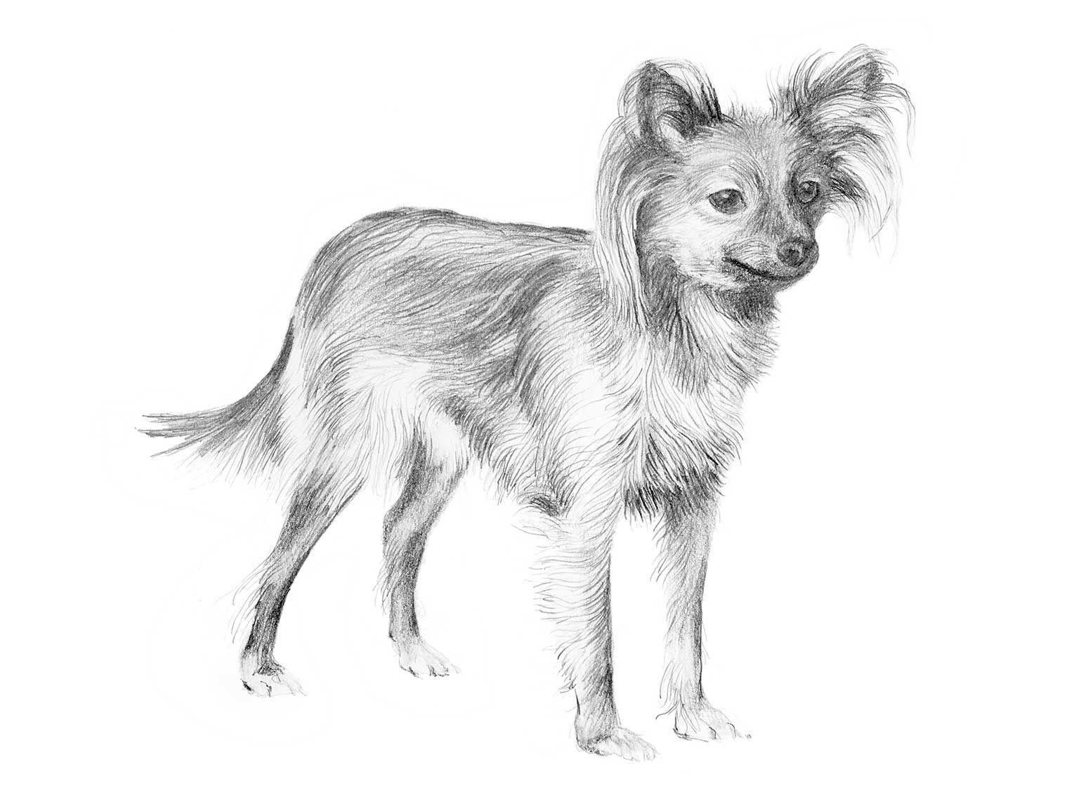 Illustration av hundrasen russkiy toy