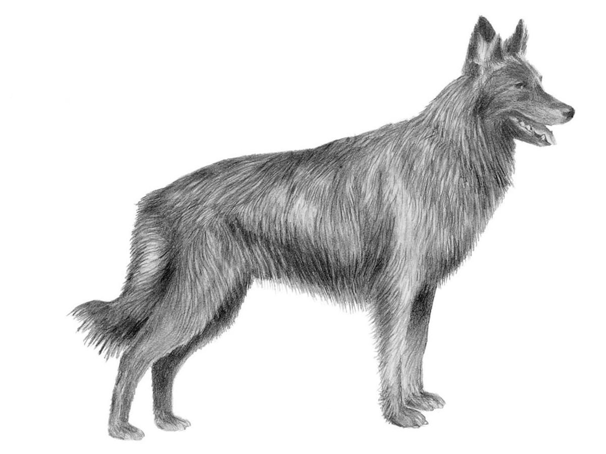 Illustration av hundrasen hollandse herdershond, långhårig