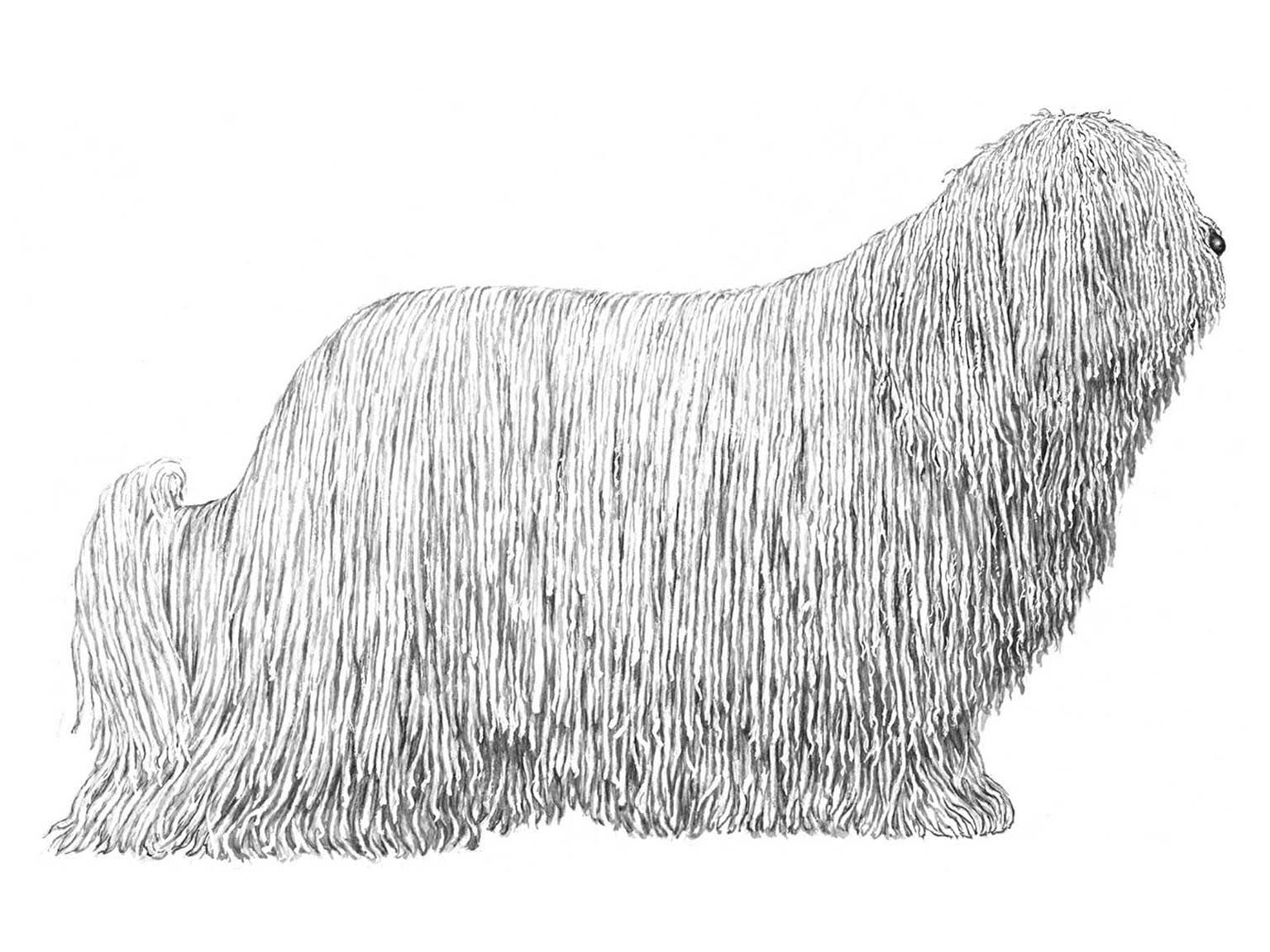 Illustration för hundrasen komondor