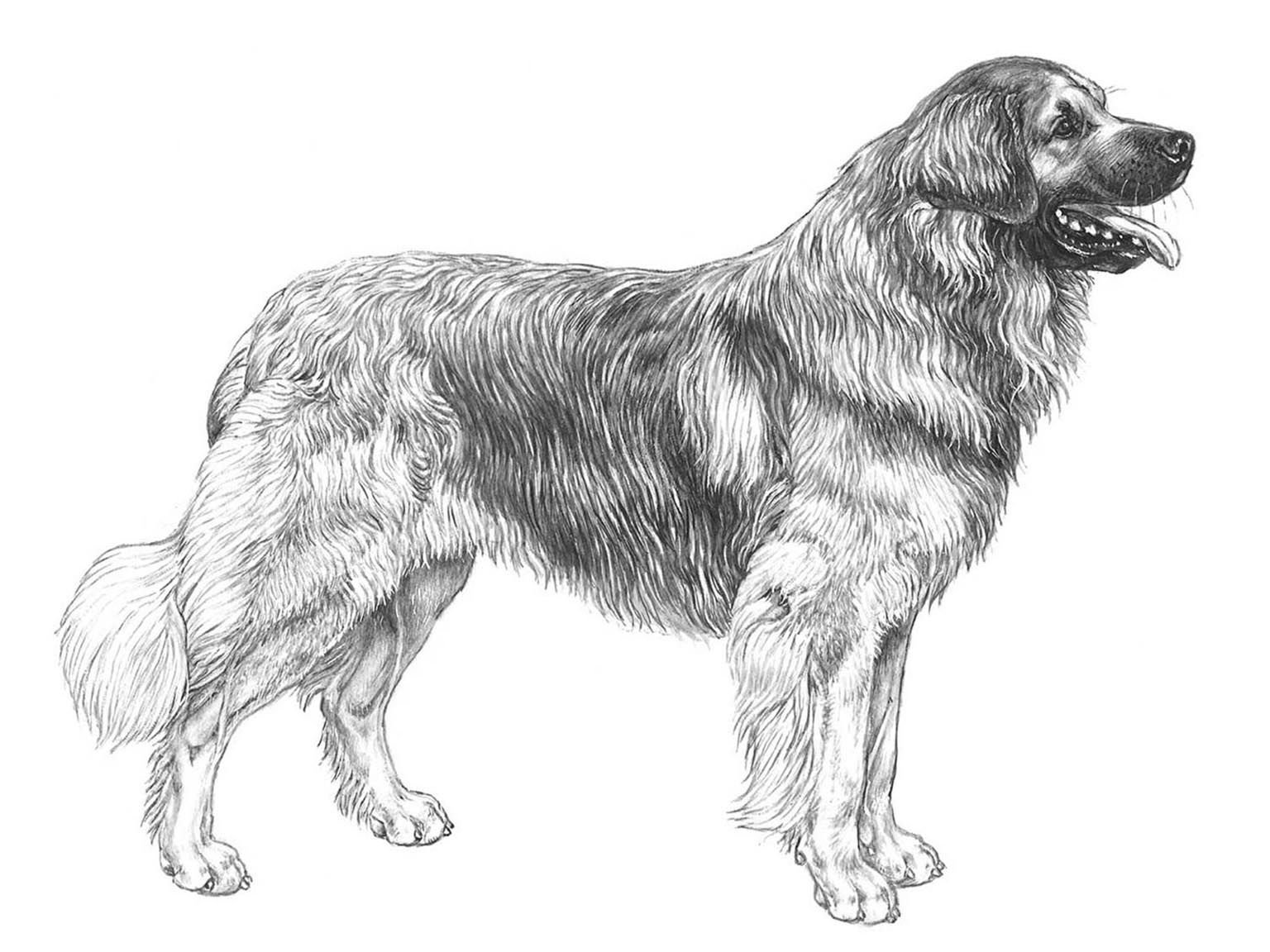 Illustration av hundrasen leonberger