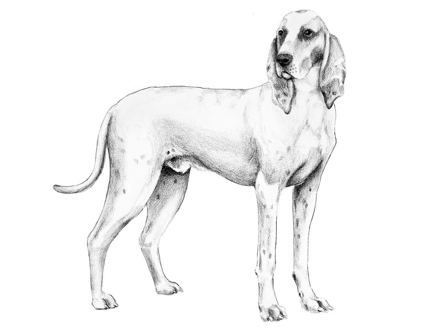 Illustration av hundrasen porcelaine