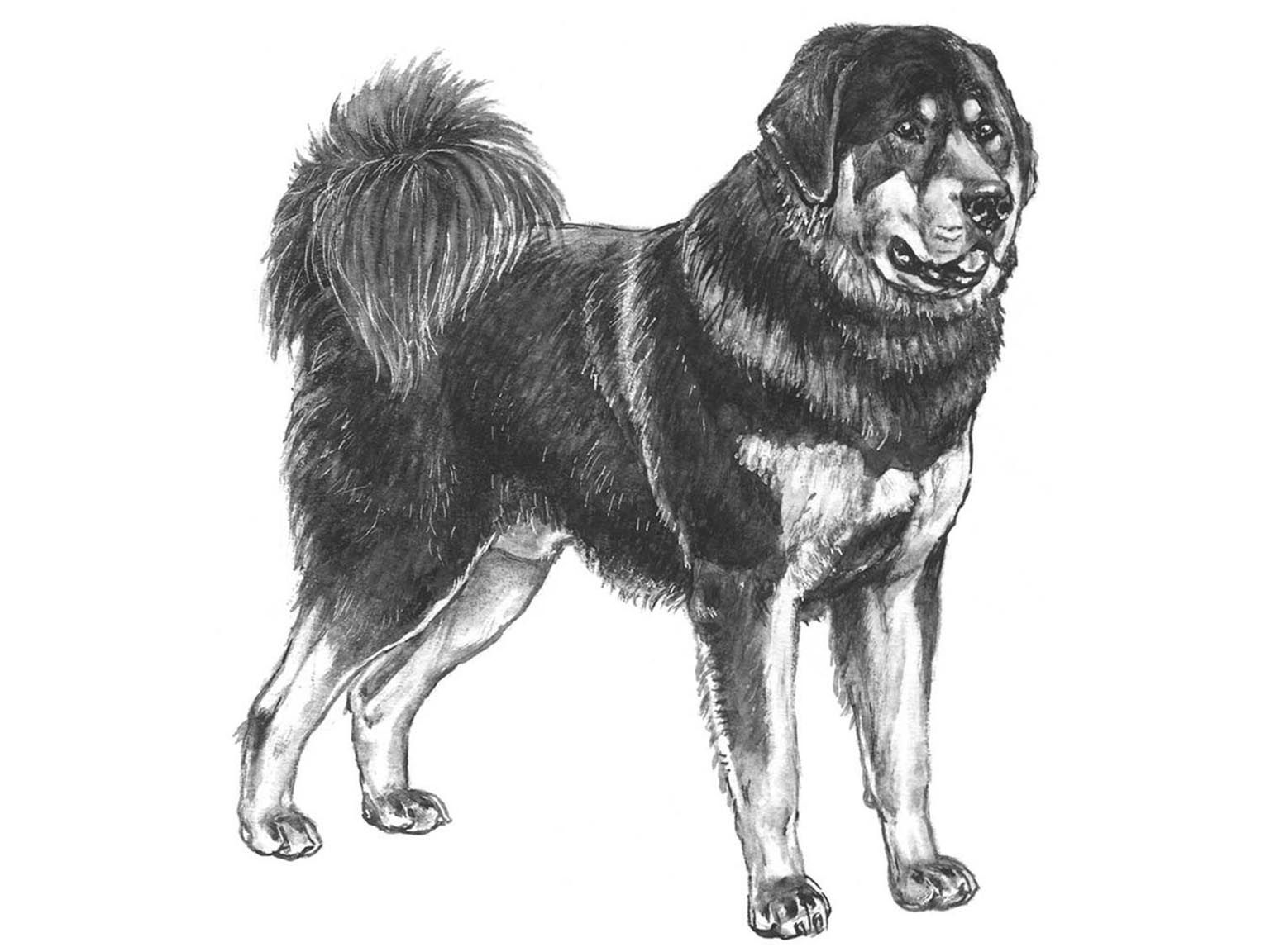 Illustration av hundrasen tibetansk mastiff
