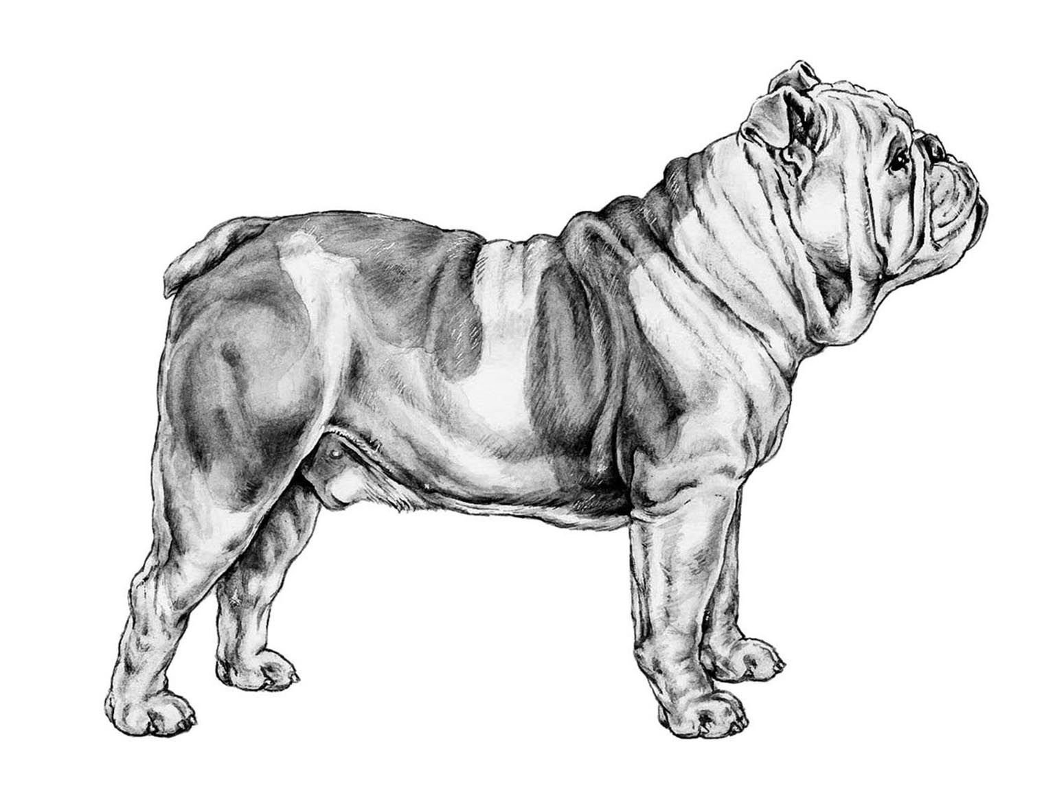 Illustration av hundrasen engelsk bulldogg